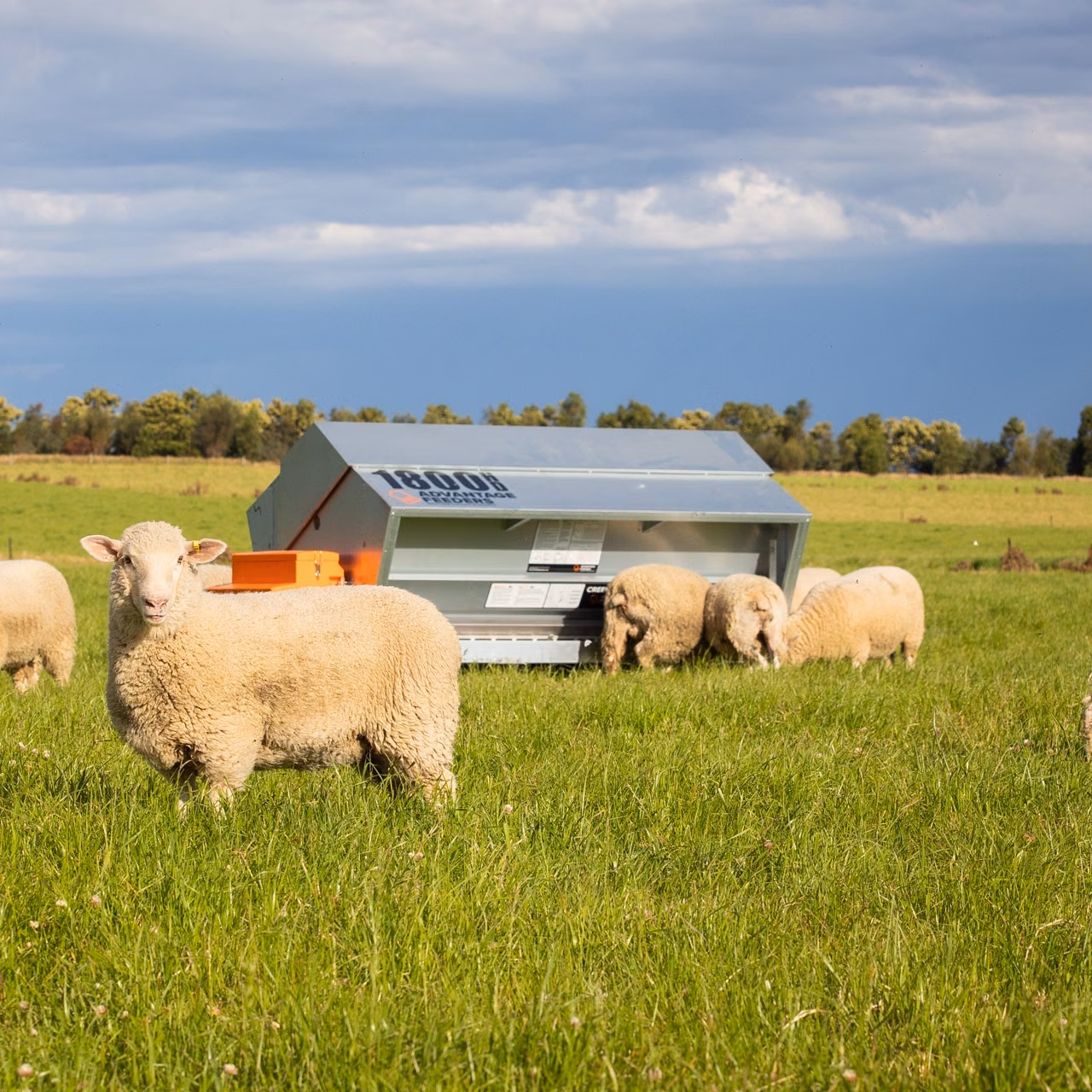 1800HD Meal Feeder - Image 3